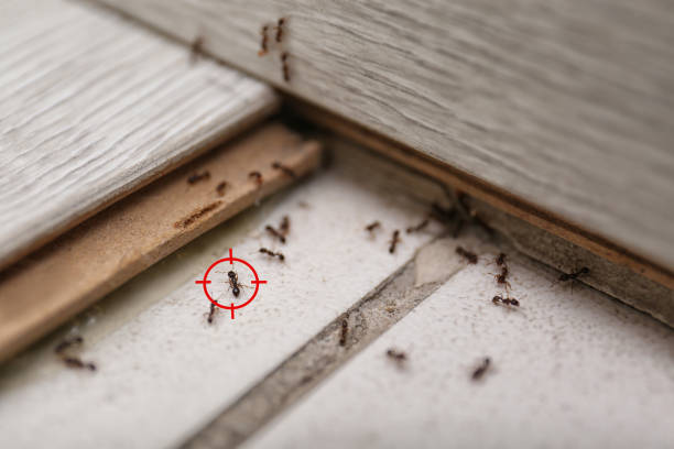 Best Best Pest Control Companies  in New Whiteland, IN