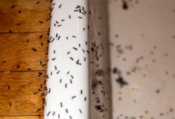 Best Termite Control Services  in New Whiteland, IN