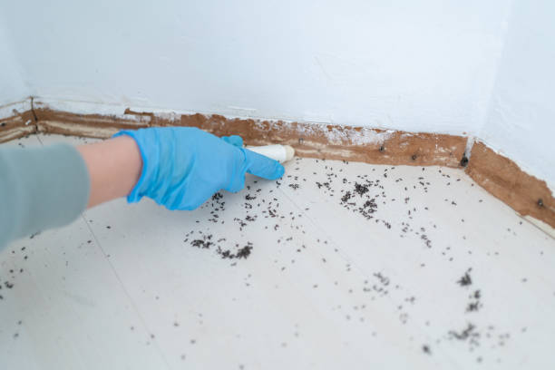 Best Affordable Pest Control Services  in New Whiteland, IN